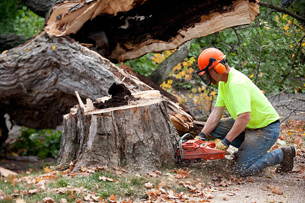 Best Storm Damage Tree Cleanup  in Manhattan Beach, CA